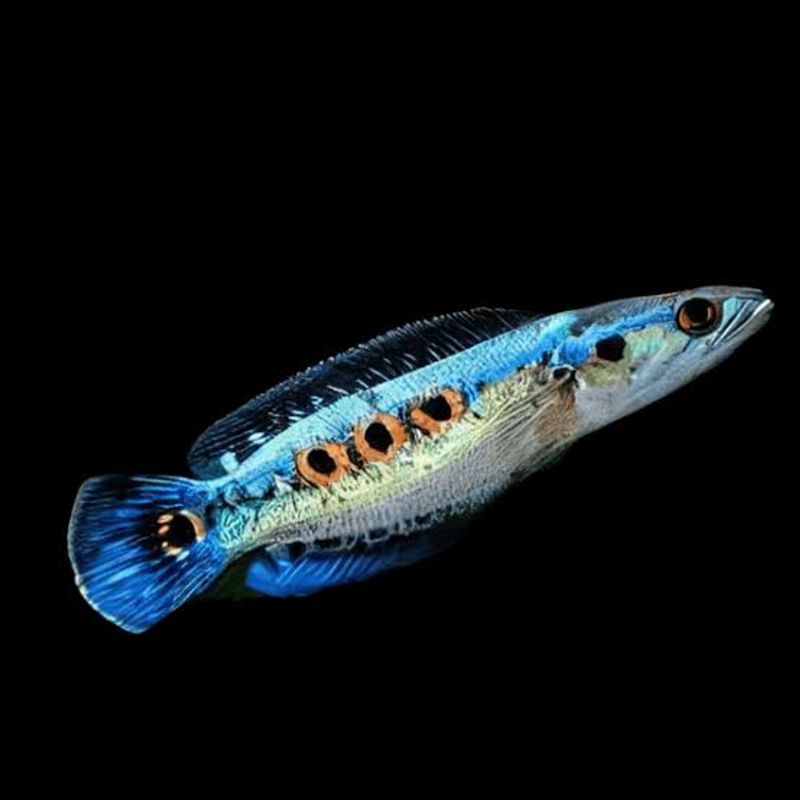 Channa pleurophthalma 20cm VF 