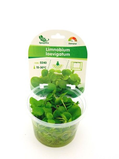 Hovedbilde LIMNOBIUM LAEVIGATUM Invitro (flyteplante)