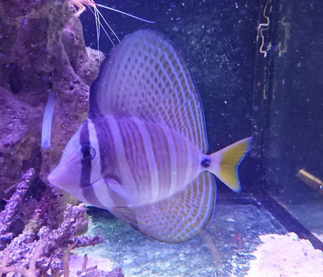 Hovedbilde Sailfin Kirug XXL Zebrasoma veliferum