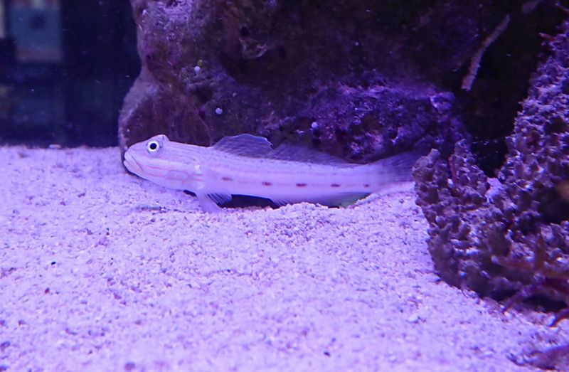 Valenciennea longipinnis /sleeper goby Par 