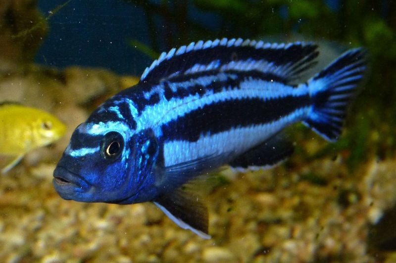 P.Maingano /  Pseudotropheus cyaneorhabdos 