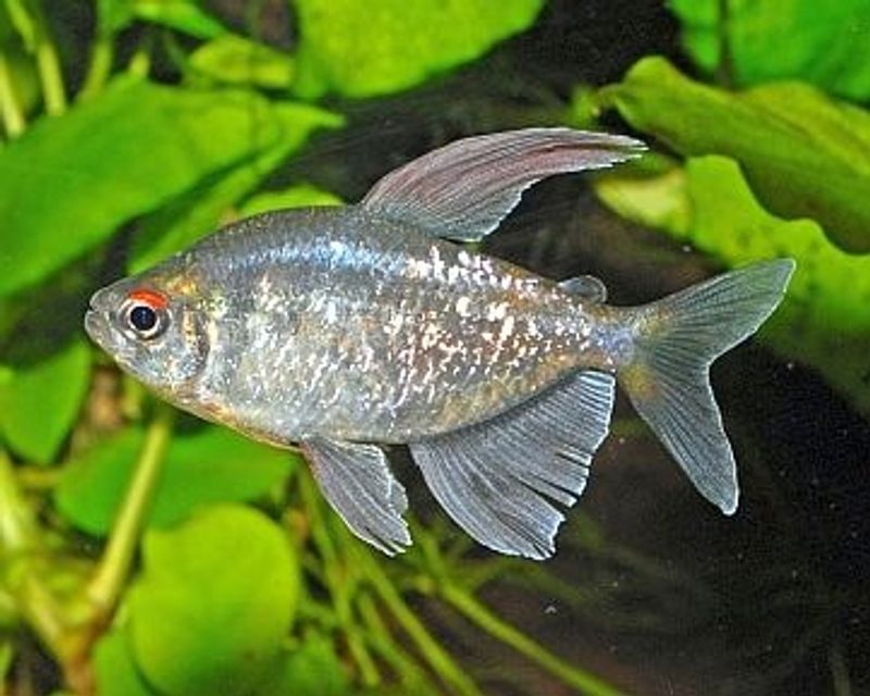 Diamant Tetra VF