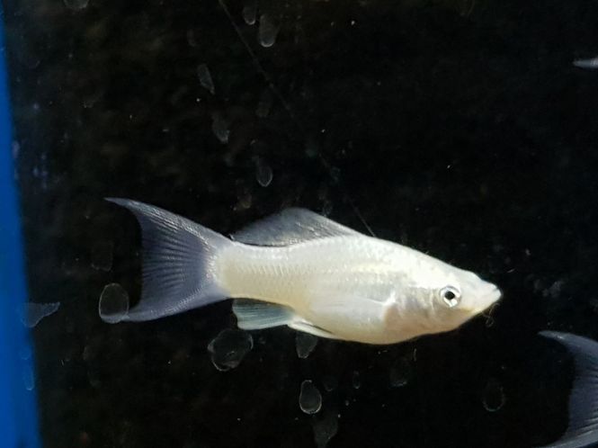 Hovedbilde Molly Hvit