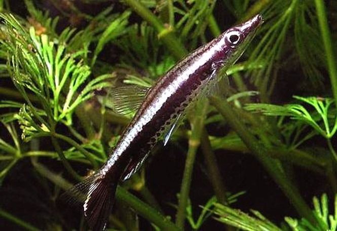 Hovedbilde Nannostomus eques 