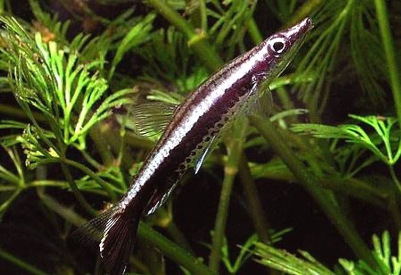 Nannostomus eques 