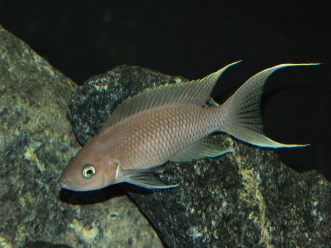 Hovedbilde Neolamprologus grazilis 7-9cm