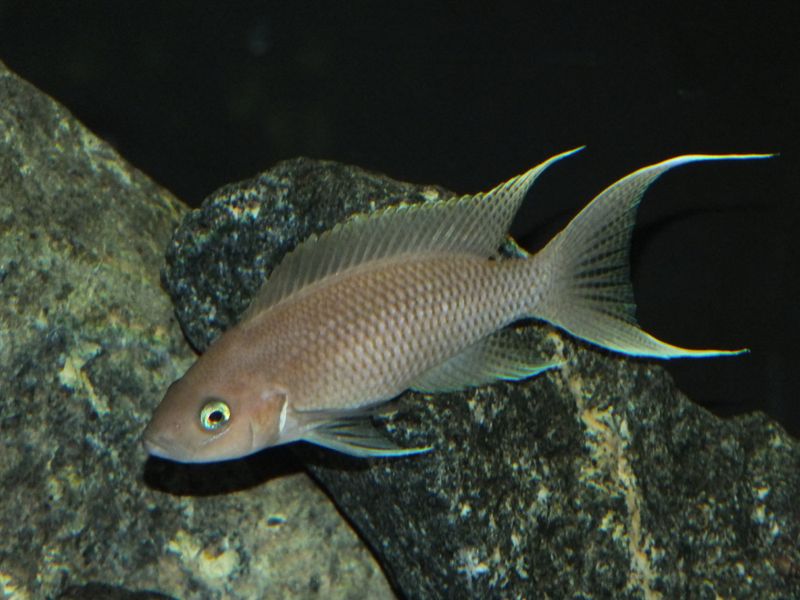 Neolamprologus grazilis 7-9cm