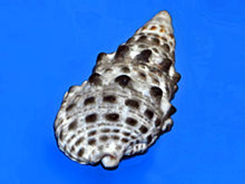 Cerithium caeruleum sandsnegle 