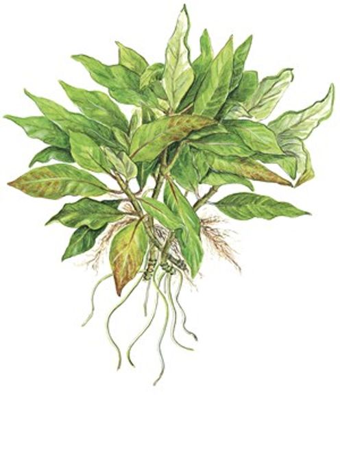 Hovedbilde Nomaphila 