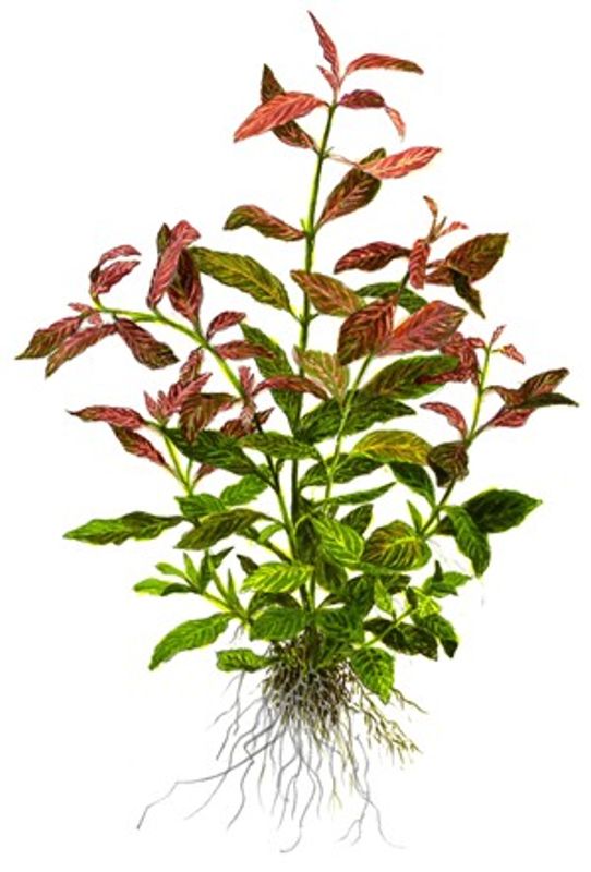 Hygrophila Polysperma Rosanervig