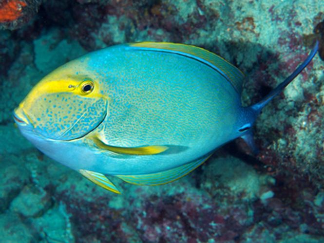 Hovedbilde Acanthurus xanthopterus 
