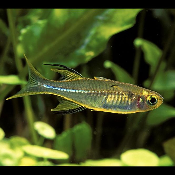 Hovedbilde Telmatherina Ladigesi /Celebes Regnbuefisk  XL