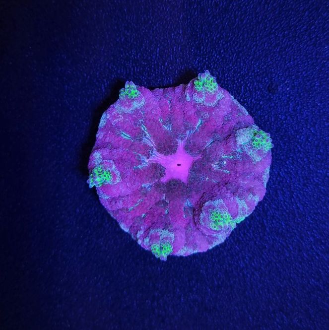 Hovedbilde Stichodactyla tapetum (colored)