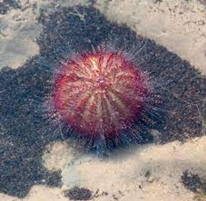 Hovedbilde Salmacis bicolor