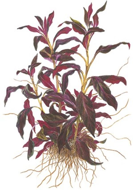 Hovedbilde Ludwigia paluistrus (glandulosa ) Akvarieplante