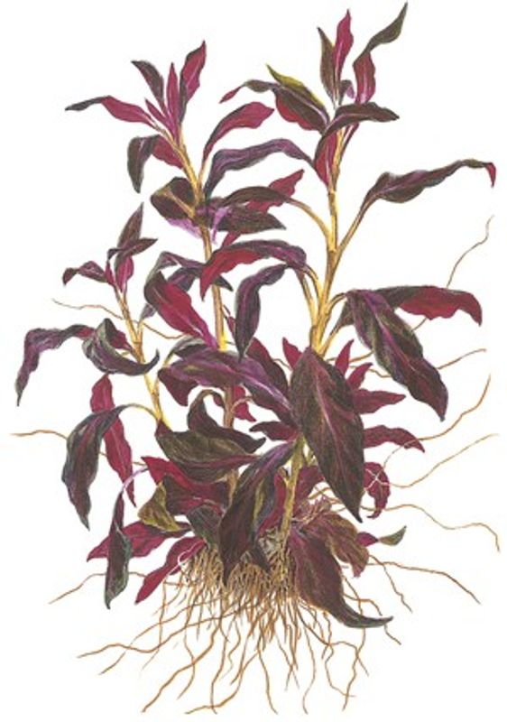 Ludwigia paluistrus (glandulosa ) Akvarieplante
