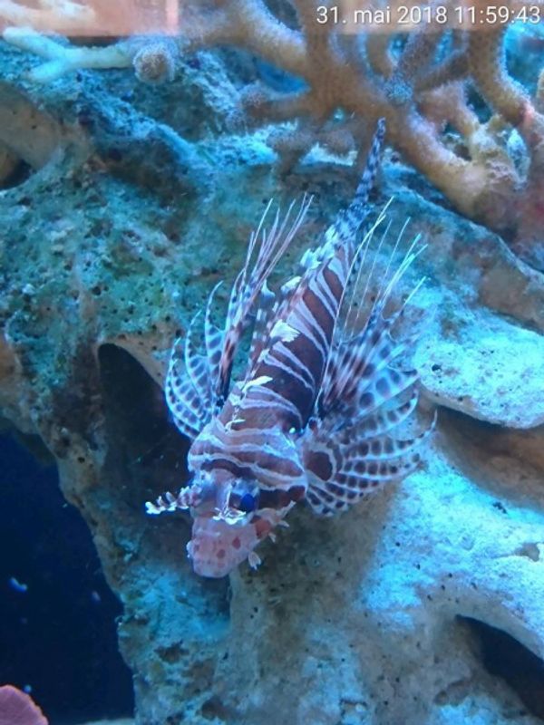 Dragefisk   Pterois antennata  12-14cm