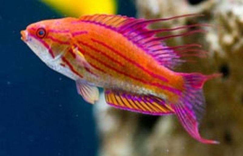 Cirrhilabrus Rubriventralis -Social Fairy Wrasse Large