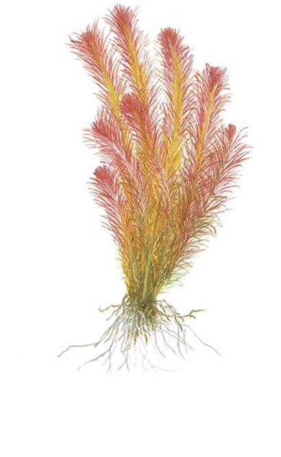 Hovedbilde Rotala wallichii Invitro 