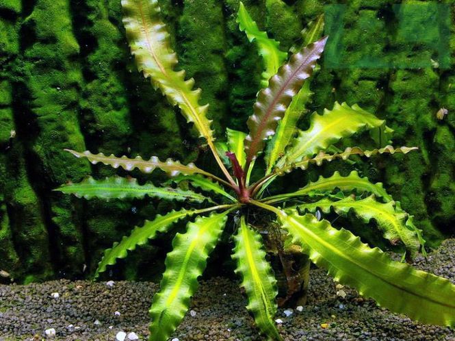 Hovedbilde Aponegeton Henkipolimus  Akvarieplante