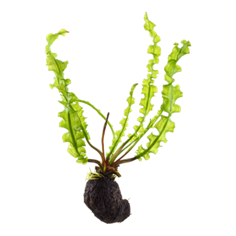 Aponogeton longiplumulosus Akvarieplante