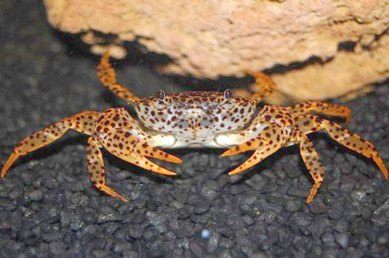 Panterkrabbe small
