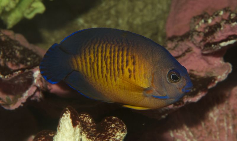 Centropyge multispinis Large