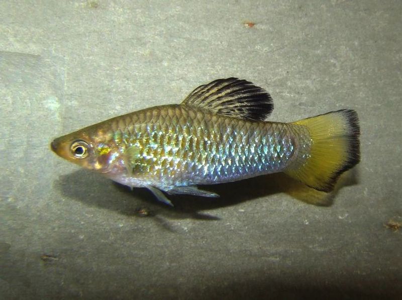 Limia Perugiae 