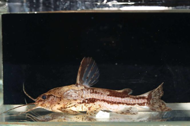 Hovedbilde Amblydoras nauticus VF 