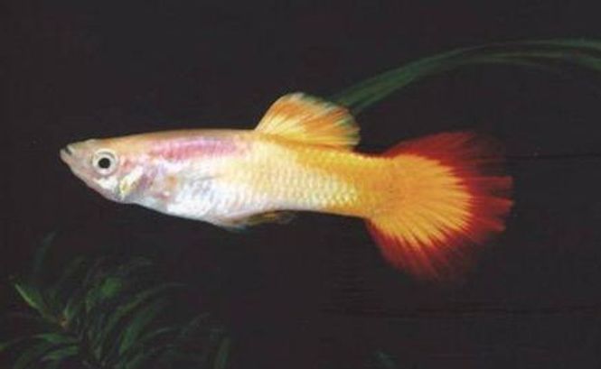 Hovedbilde Guppy Poecillia Reticulata Flame Par 