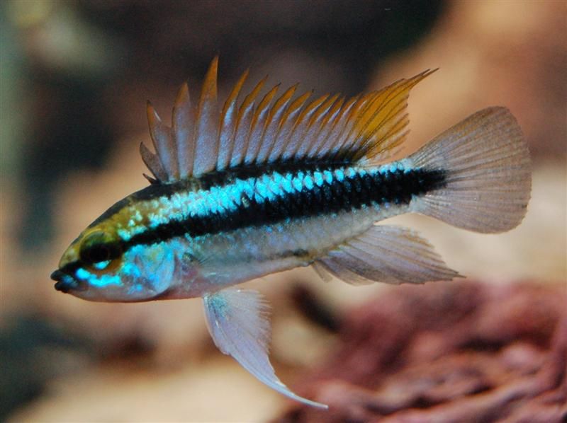Apistogramma Trifaciatum XL