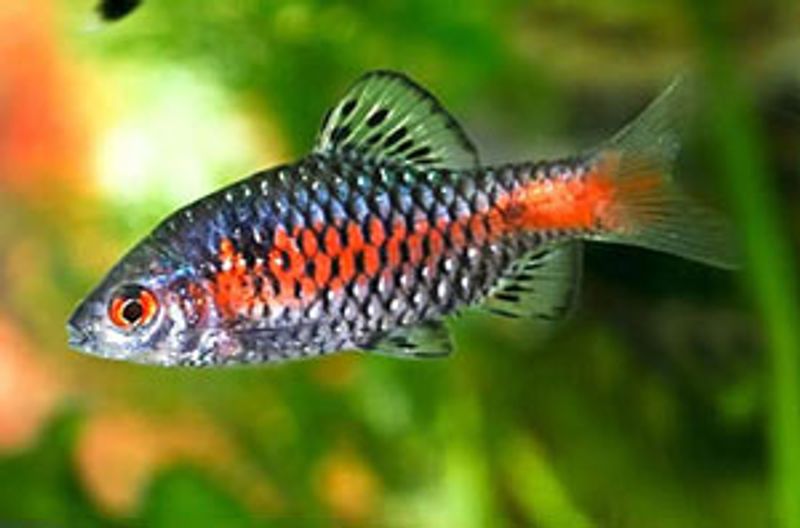 Odessa Barbe small