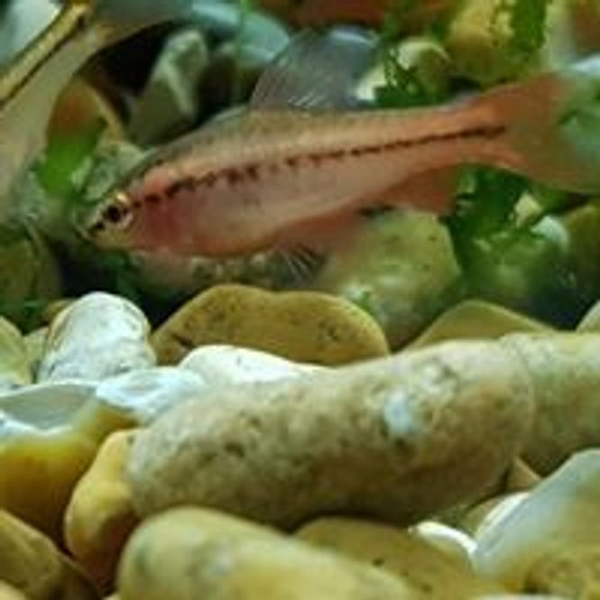 Hovedbilde Cherry Barbe  Medium 