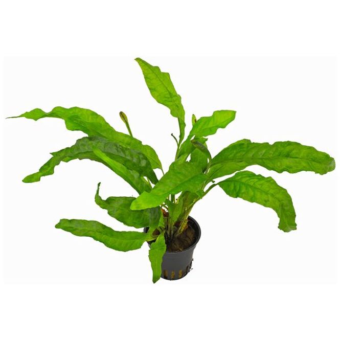 Hovedbilde Microsorum pteropus latifolia(Minor)