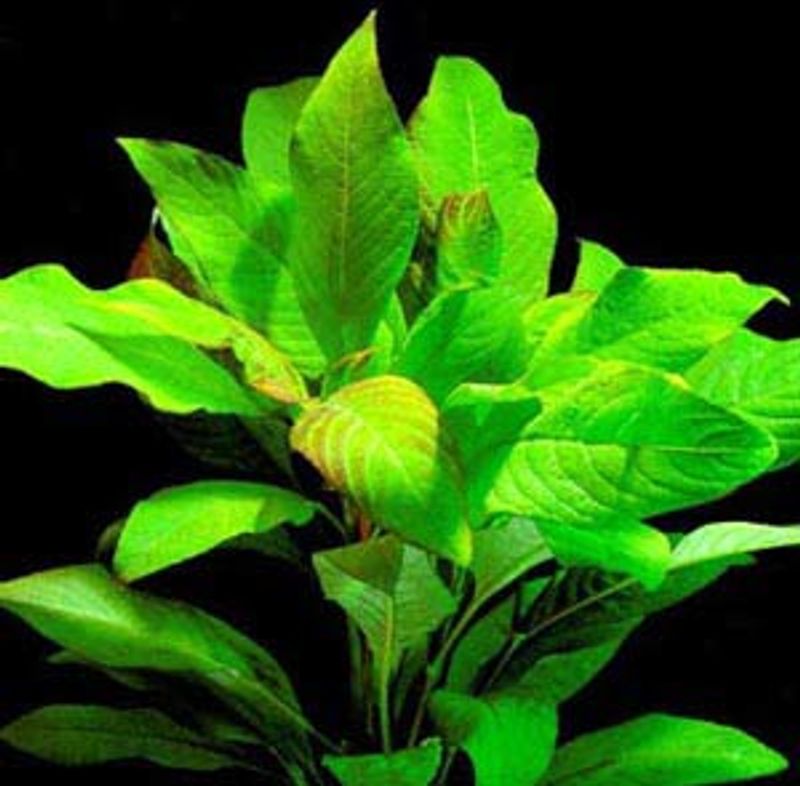 Hygrophila  corymbosa