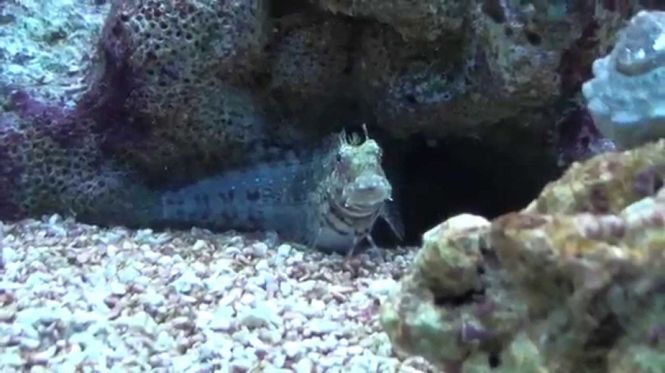 Hovedbilde Algeblenny Salarias fasciatus Large