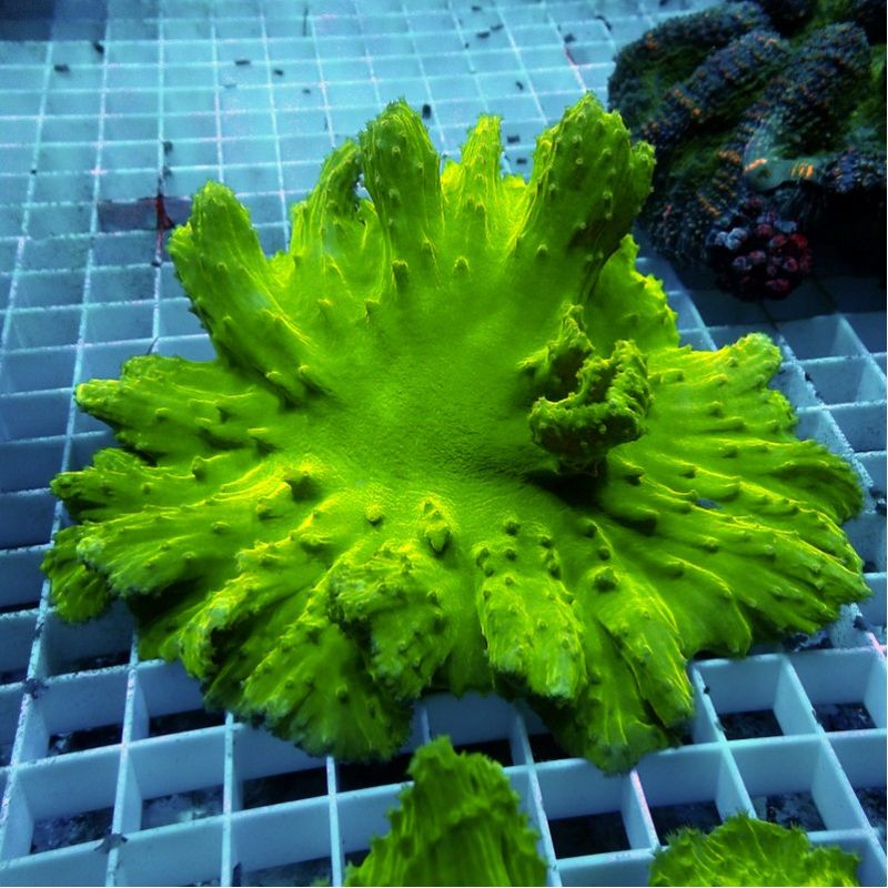 Sinularia dura (Green)