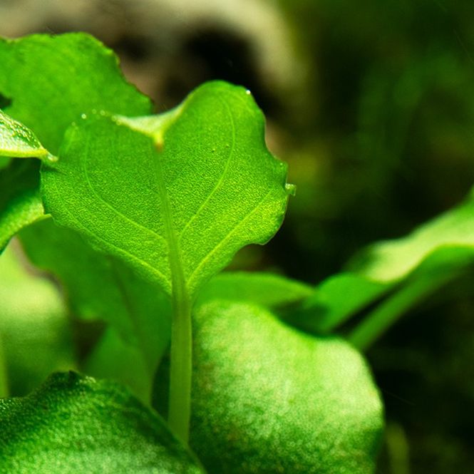 Hovedbilde Schismatoglottis prietoi 1-2 Grow
