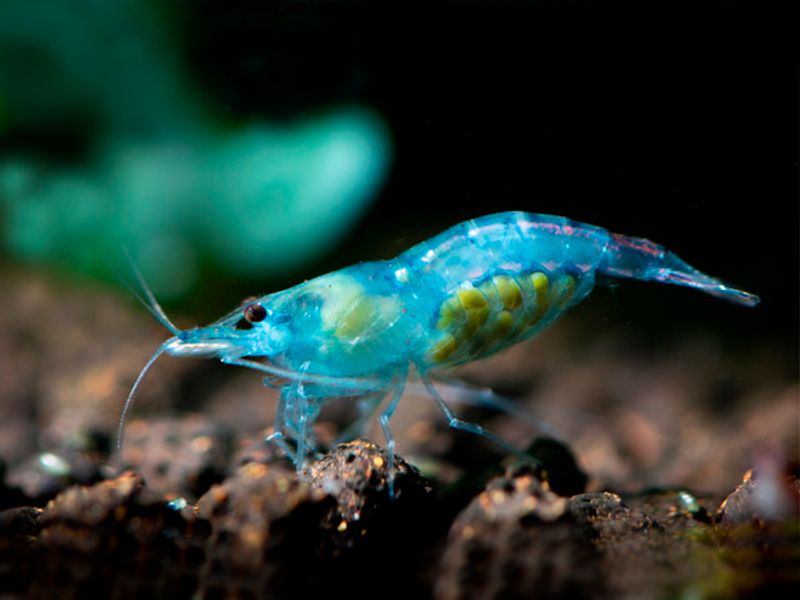 Neocaridina Blue Jelly 