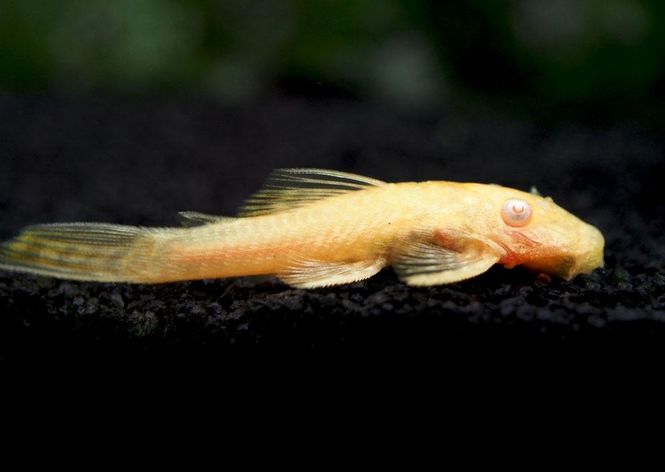 Hovedbilde Ancistrus  Albino  5-7cm