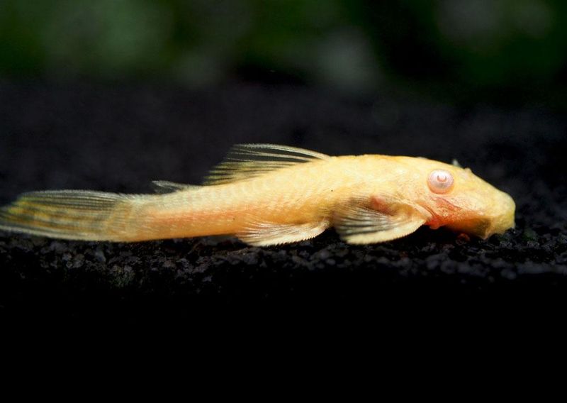 Ancistrus  Albino  4-5cm