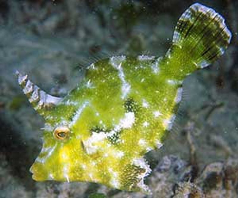 Filefish Acreichthys tomentosus