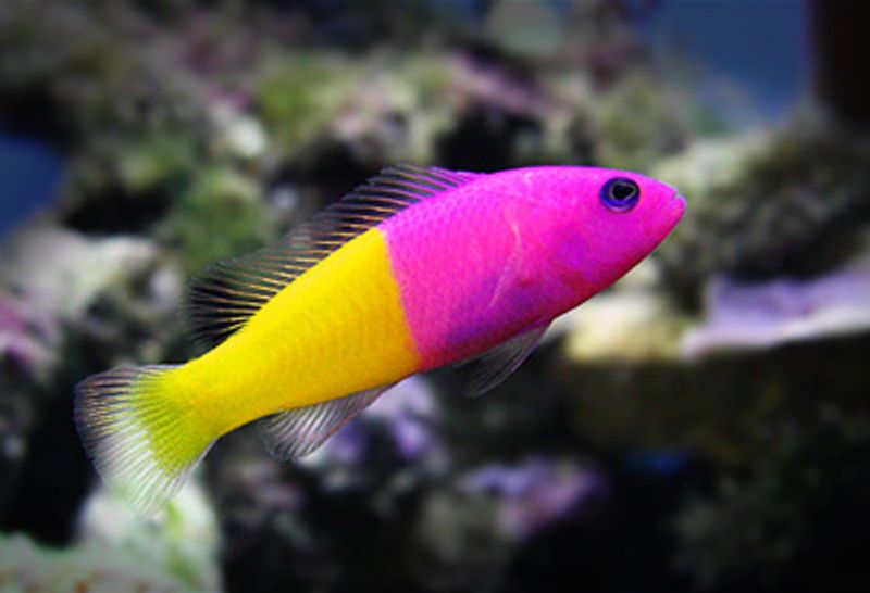 Royal Dottyback Pictichromis paccagnellae