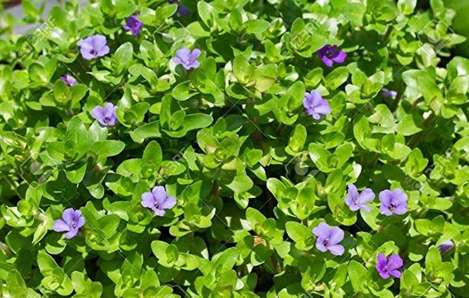 Hovedbilde Bacopa Carolina 