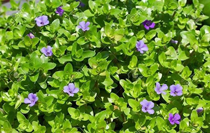 Bacopa Carolina 