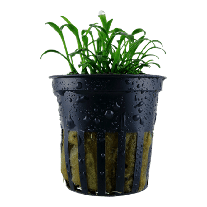 Hovedbilde Cryptocoryne parva - Potte