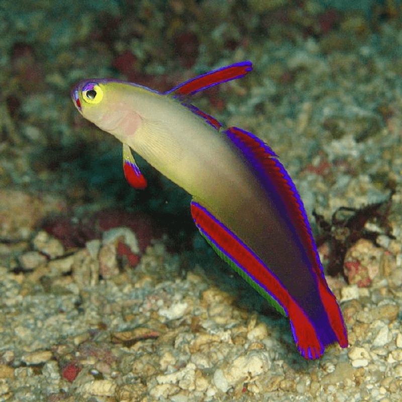 Decora Nemateleotris Decora