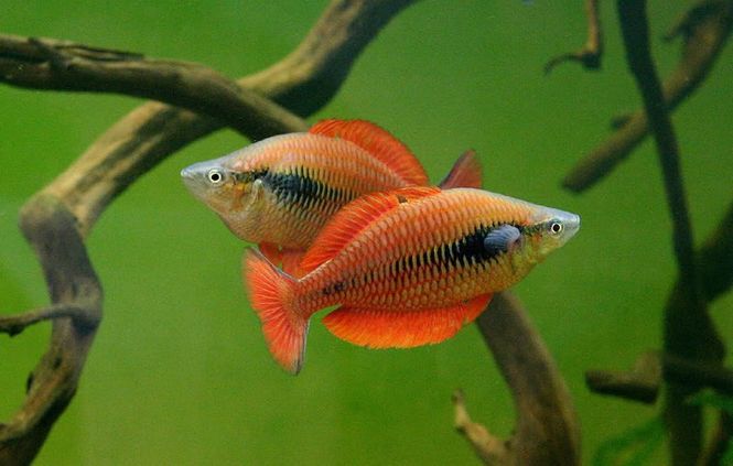 Hovedbilde Melanotaenia Parva F1