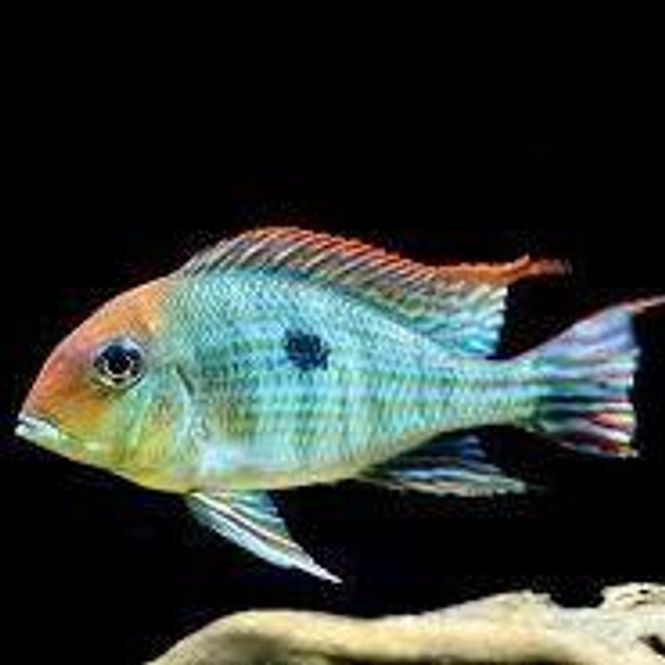 Hovedbilde Geophagus Red Head Tapajos  10-12cm Trio
