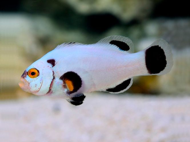 Hovedbilde Klovnefisk Platinum  / Amphiprion ocellaris